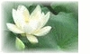 了解生命