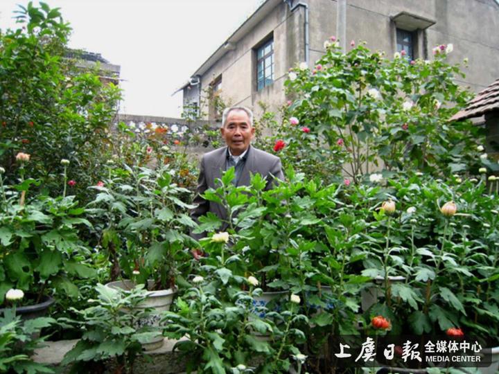菊花老人2.jpg
