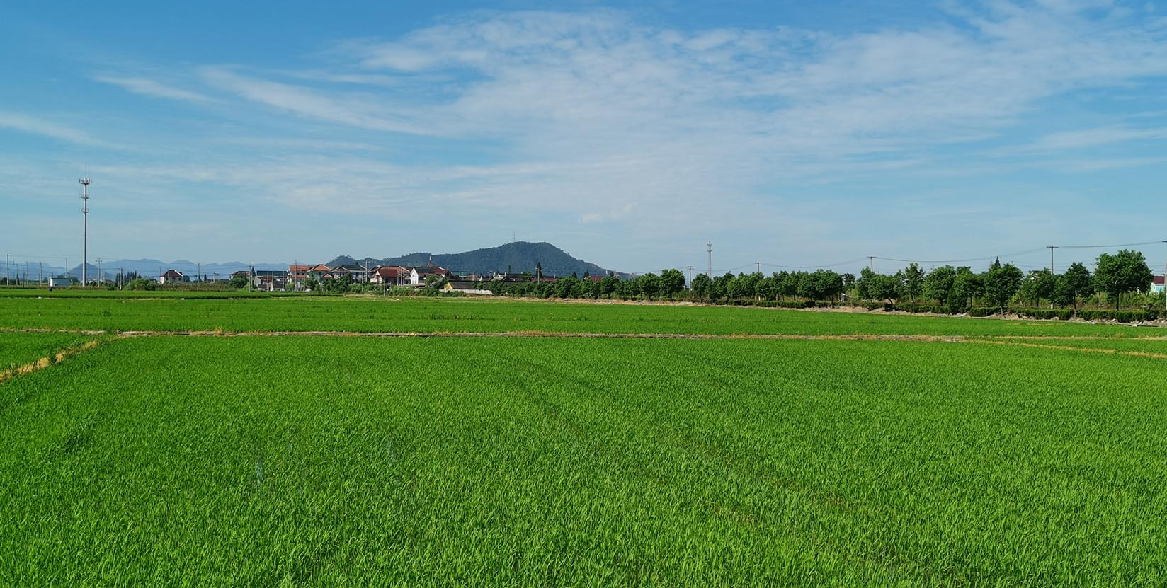 蓝天稻田（压缩）.jpg