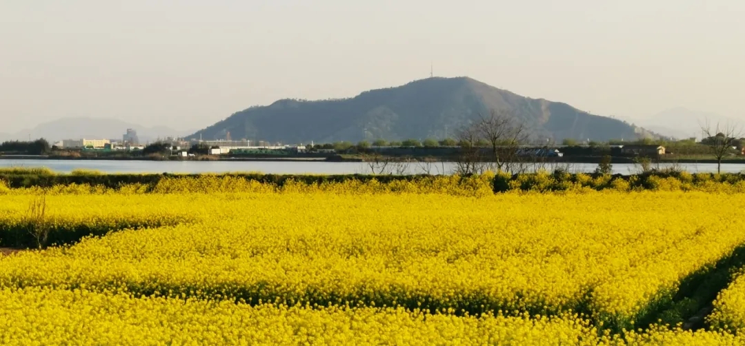 江边油菜花.webp.jpg