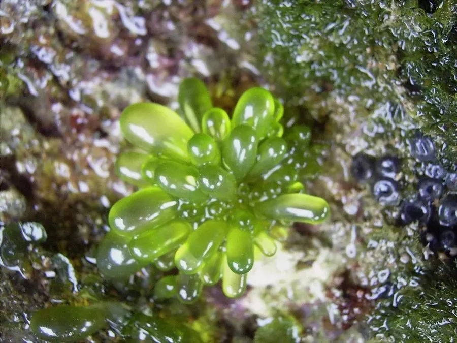 海洋植物.webp.jpg