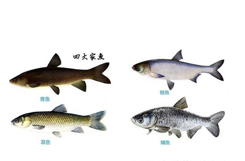 四大家鱼.jpg