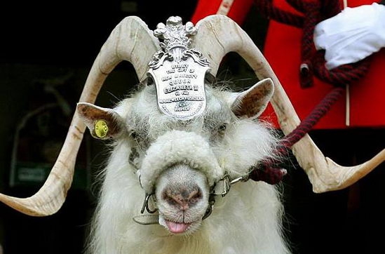 皇家威尔士第一团的吉祥物山羊威廉-温莎.jpg
