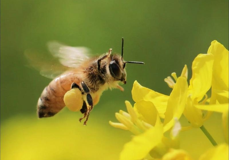 蜜蜂采花_裁剪.jpg