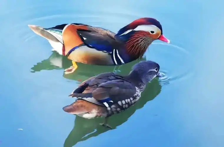 鸳鸯5.jpg