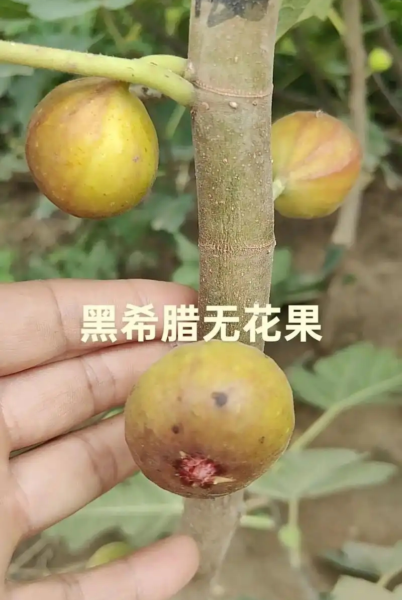 希腊吃无花果2.jpg