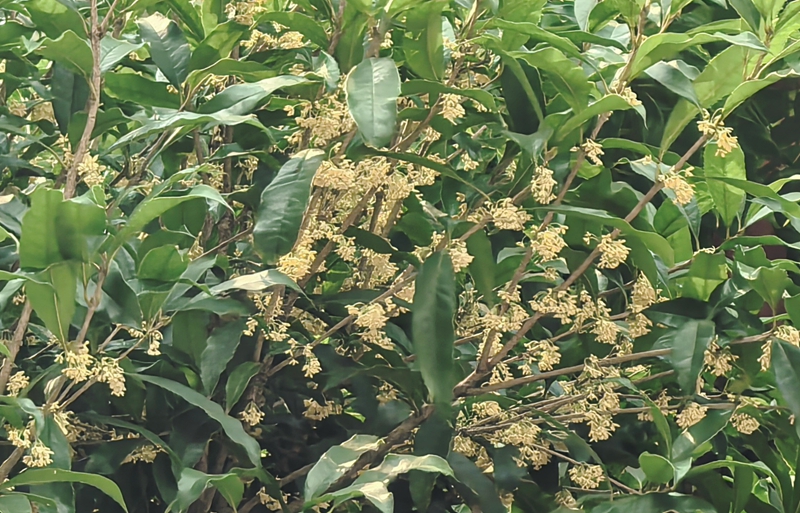 桂花2（裁剪）_压缩.jpg